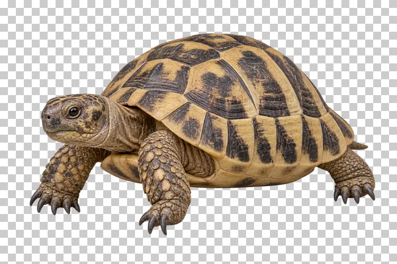 Land tortoise with a domed patterned shell and sturdy scaled legs in a relaxed three-quarter pose.