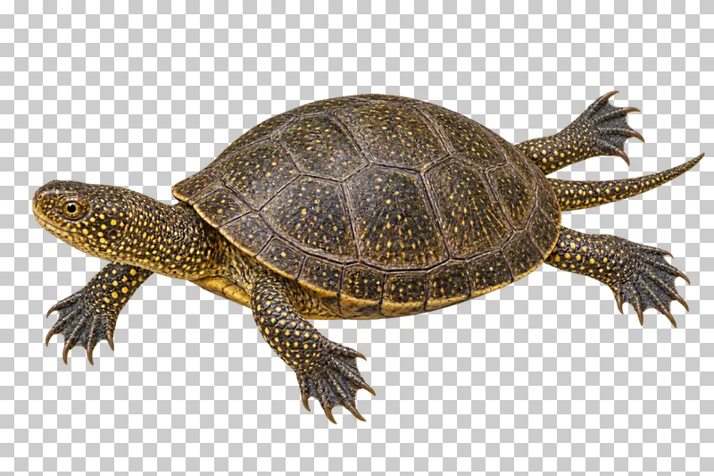 Freshwater turtle with a dark oval shell, striped head and four naturally positioned legs.