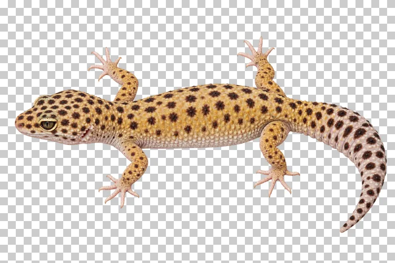 Spotted leopard gecko seen at a slight angle from above, with four feet and a complete thick tail.
