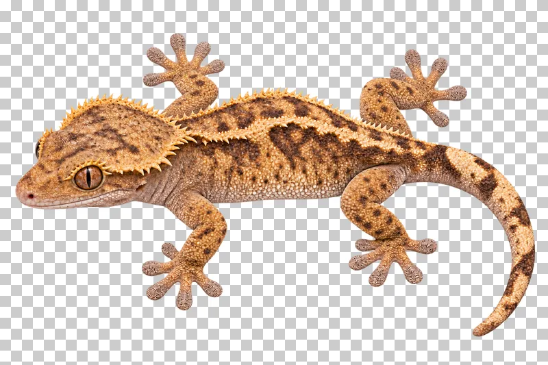 Crested gecko with textured tan skin, raised crests and a complete curling tail.