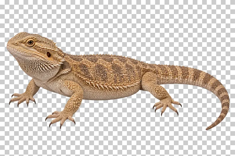 Bearded dragon with spiny scales, a broad head and a long tapering tail.