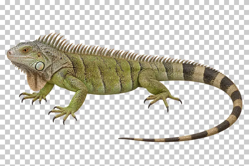 Green iguana with a dorsal crest, scaled legs and a complete long tail.