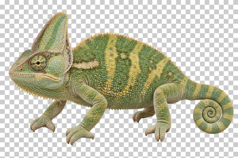 Veiled chameleon with a tall casque, patterned green skin and a curled tail.