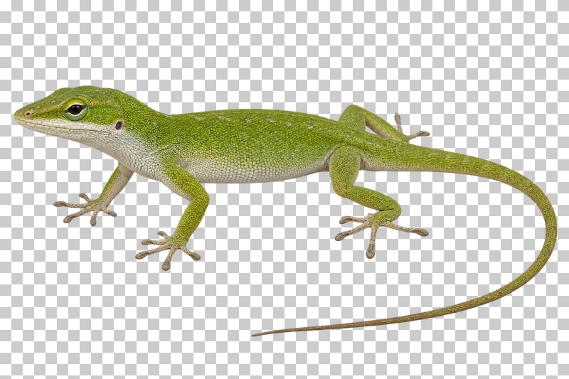 Green anole with a slender body, delicate feet and a long tapering tail.