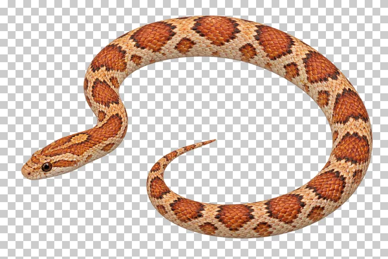 Orange and brown corn snake resting in a loose open coil.