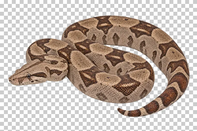 Boa constrictor with brown saddle markings resting in loose coils.
