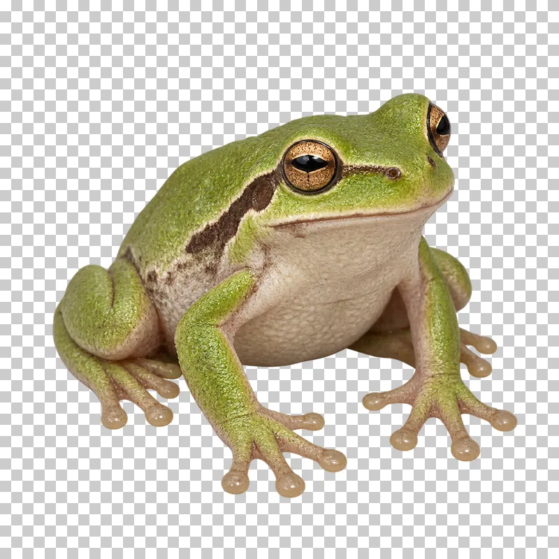 Green tree frog with rounded toe pads and folded hind legs in a calm crouch.