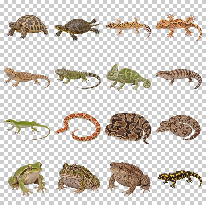 Reptiles and Amphibians Photo PNG Collection: all 16 elements in one grid