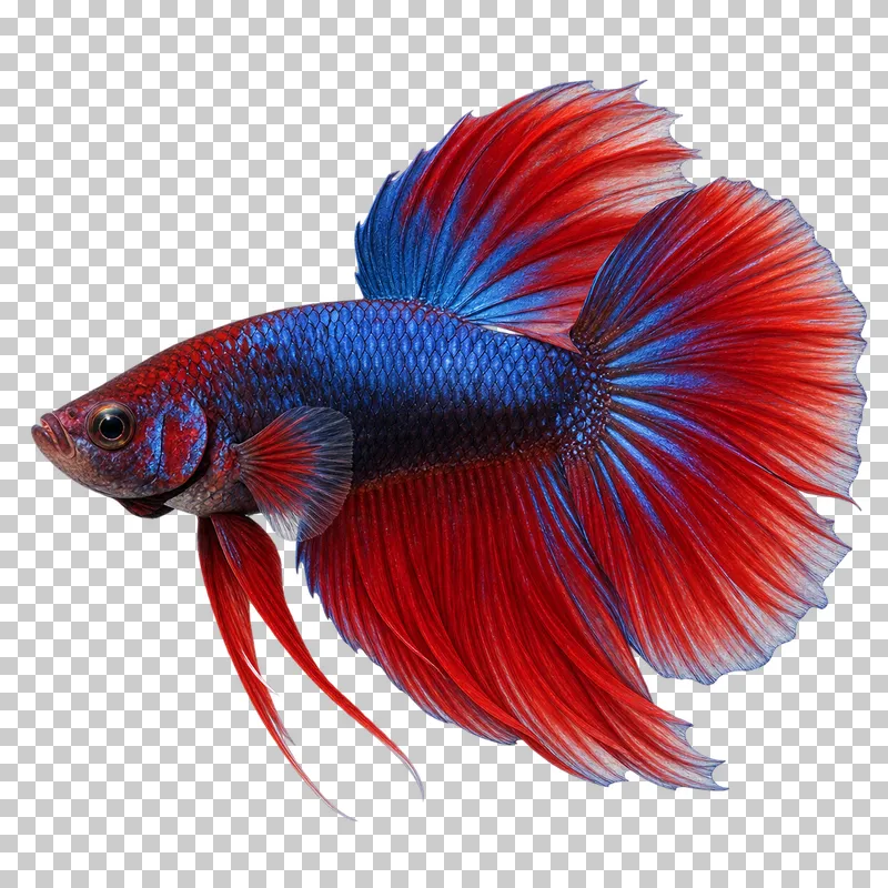 A siamese fighting fish swimming to the left with its full body, fins and tail visible.