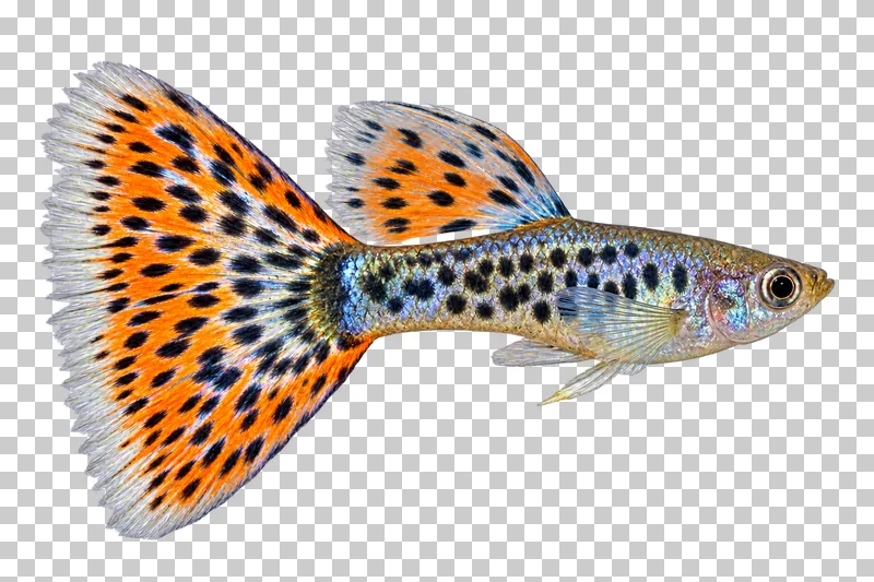A guppy swimming to the right with its full body, fins and tail visible.
