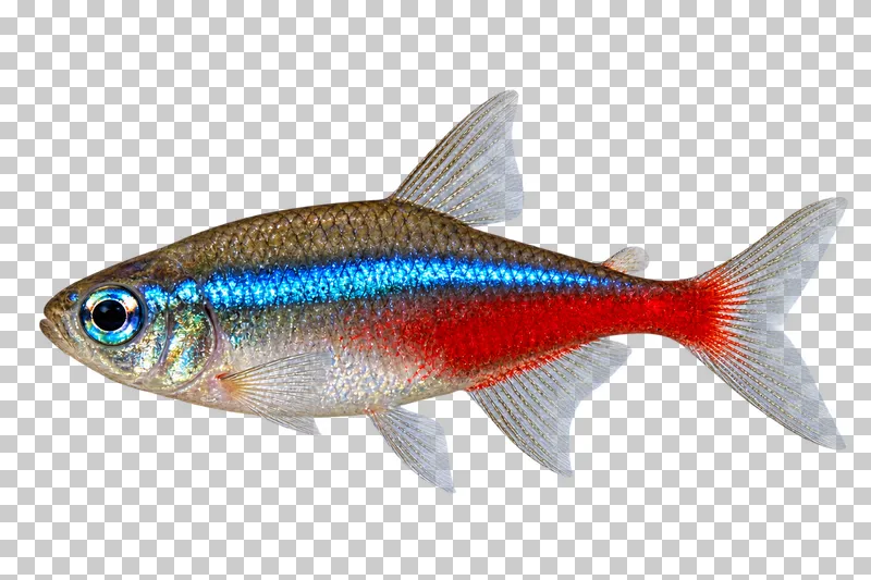 A neon tetra swimming to the left with its full body, fins and tail visible.