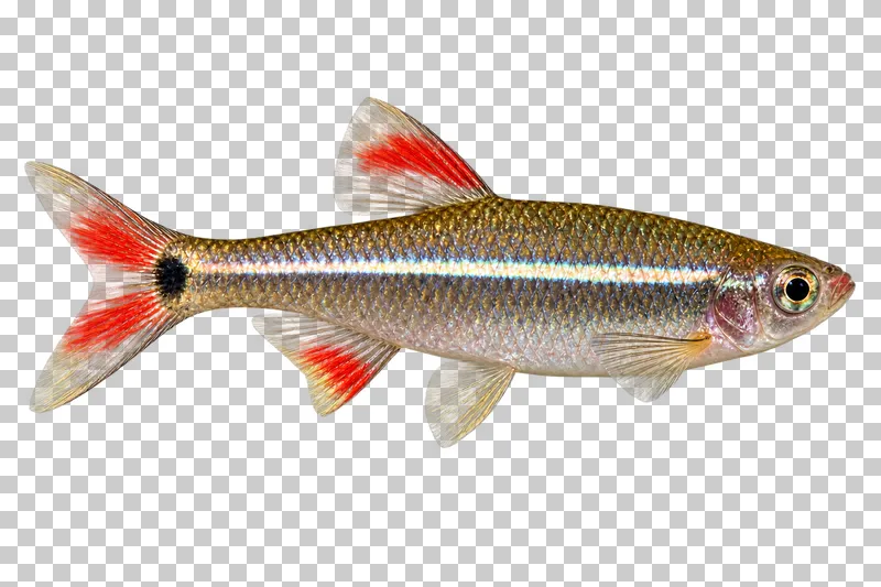 A white cloud mountain minnow swimming to the right with its full body, fins and tail visible.
