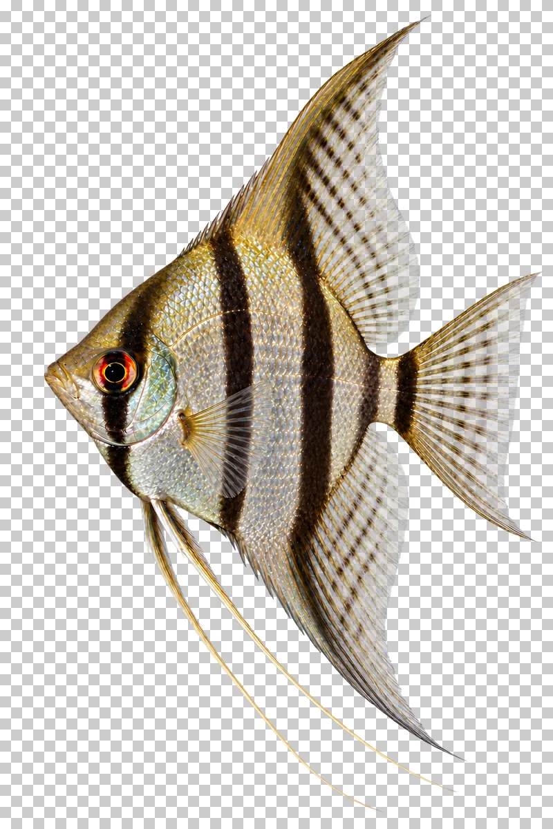 A freshwater angelfish swimming to the left with its full body, fins and tail visible.