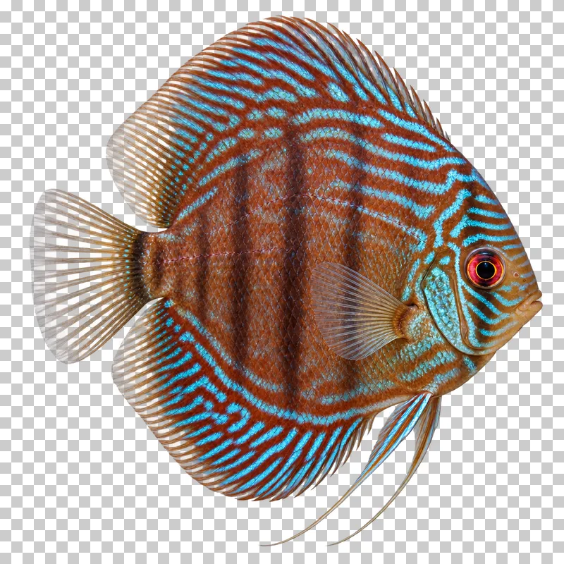 A discus swimming to the right with its full body, fins and tail visible.
