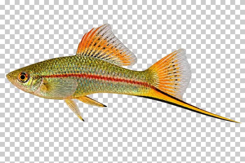 A swordtail swimming to the left with its full body, fins and tail visible.