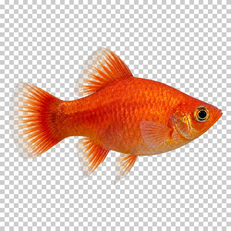 A platy swimming to the right with its full body, fins and tail visible.