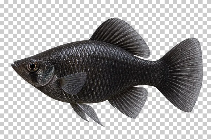 A molly swimming to the left with its full body, fins and tail visible.