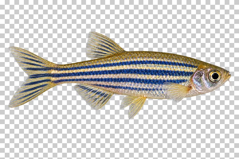 A zebra danio swimming to the right with its full body, fins and tail visible.
