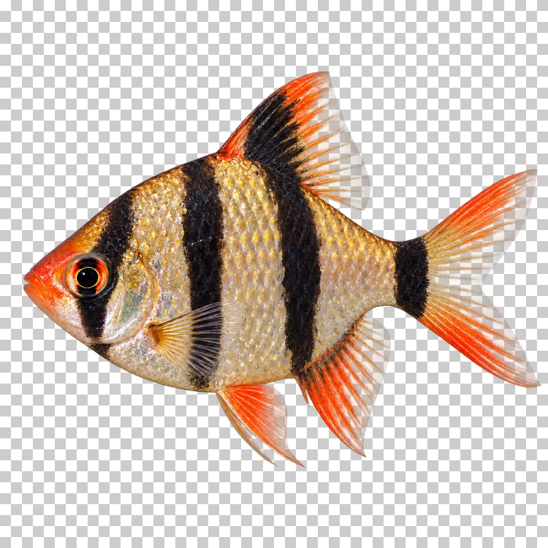 A tiger barb swimming to the left with its full body, fins and tail visible.