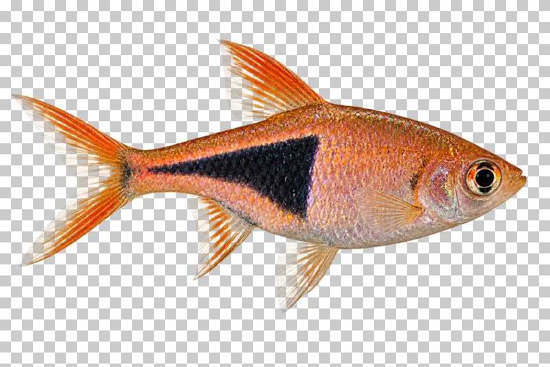A harlequin rasbora swimming to the right with its full body, fins and tail visible.