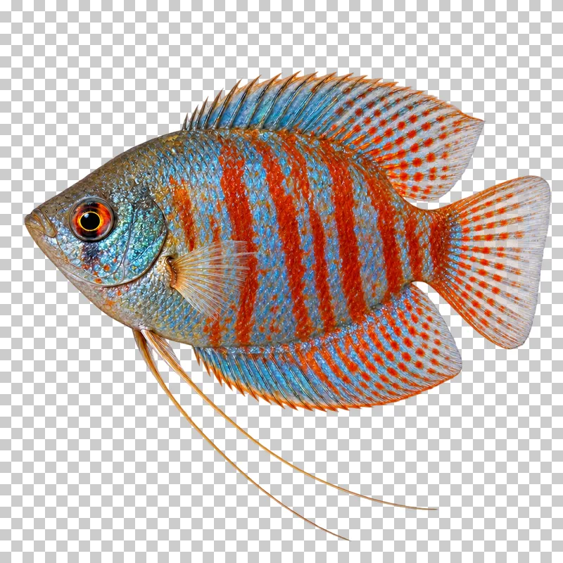 A dwarf gourami swimming to the left with its full body, fins and tail visible.