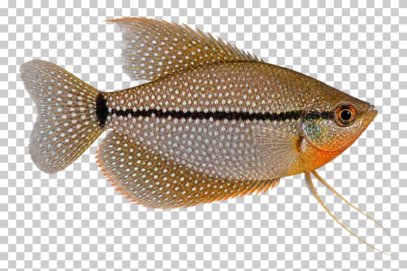 A pearl gourami swimming to the right with its full body, fins and tail visible.