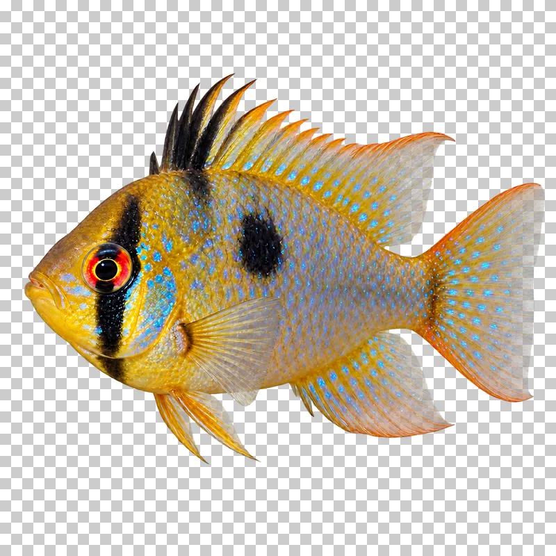 A german blue ram swimming to the left with its full body, fins and tail visible.