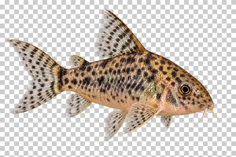 A peppered corydoras swimming to the right with its full body, fins and tail visible.