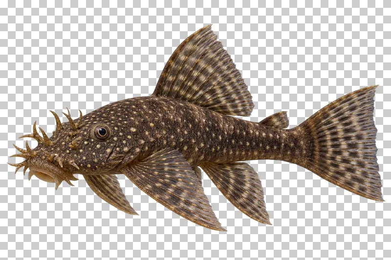 A bristlenose pleco swimming to the left with its full body, fins and tail visible.