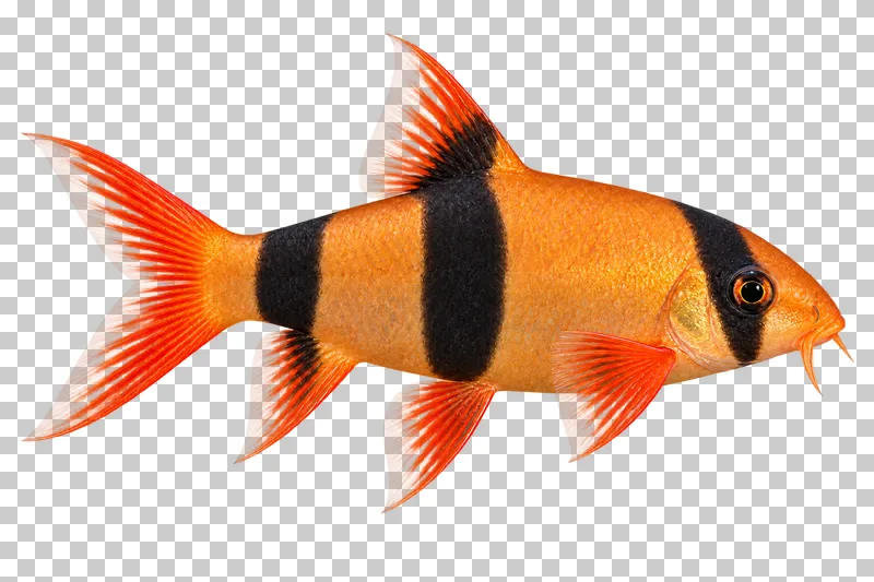 A clown loach swimming to the right with its full body, fins and tail visible.