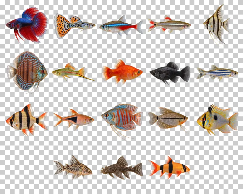 Aquarium Fish Photo PNG Collection: all 18 elements in one grid
