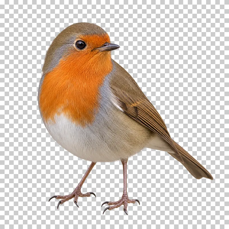 European robin (Erithacus rubecula). Standing in three-quarter view, head slightly turned. Photorealistic isolated bird.