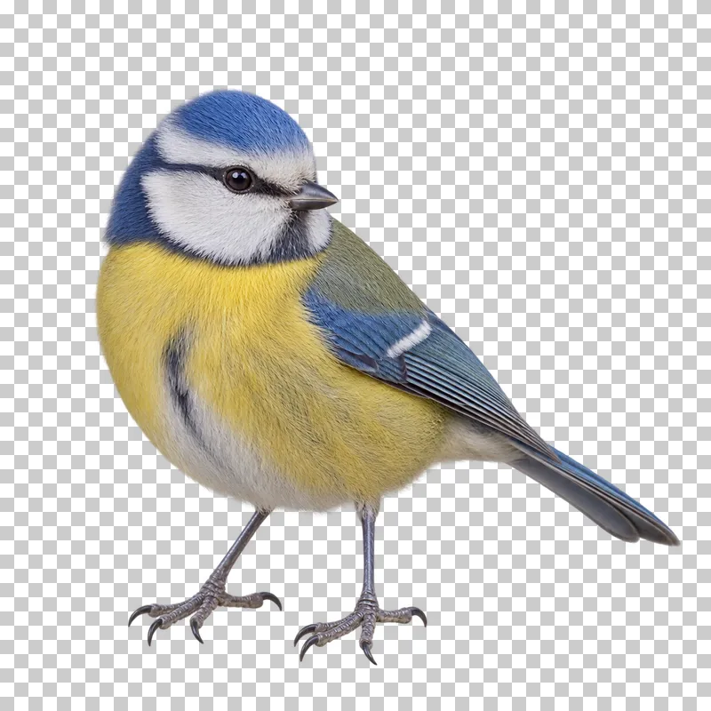 Eurasian blue tit (Cyanistes caeruleus). Standing in side view with a slight curious head tilt. Photorealistic isolated bird.