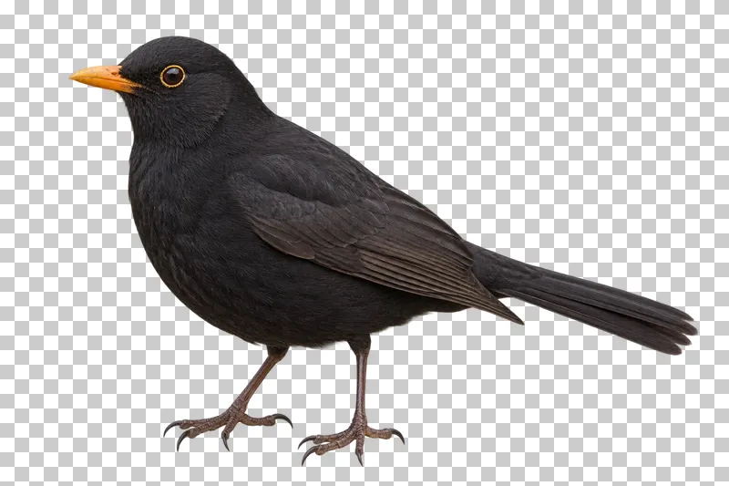 Common blackbird (Turdus merula). Adult male standing in side view, body gently inclined forward and tail extended. Photorealistic isolated bird.
