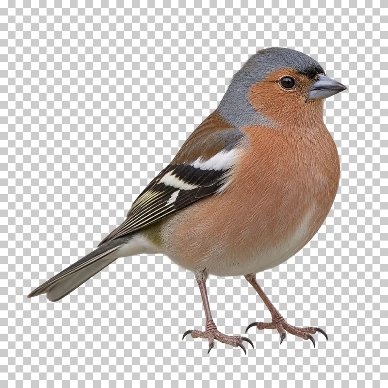Common chaffinch (Fringilla coelebs). Adult male standing in three-quarter view, relaxed alert stance. Photorealistic isolated bird.