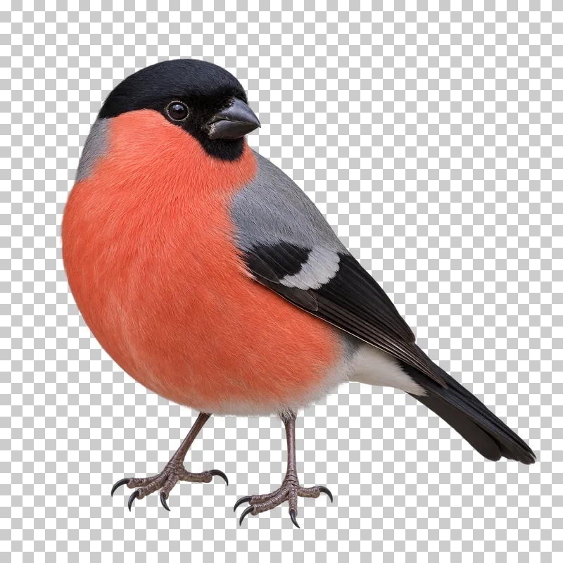 Eurasian bullfinch (Pyrrhula pyrrhula). Adult male standing calmly in three-quarter view. Photorealistic isolated bird.