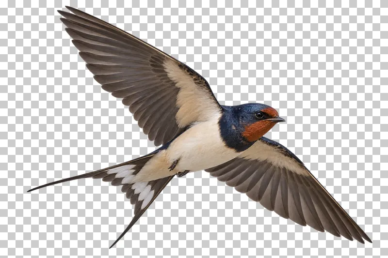 Barn swallow (Hirundo rustica). Flying in a gentle bank with both wings spread and forked tail fully visible. Photorealistic isolated bird.