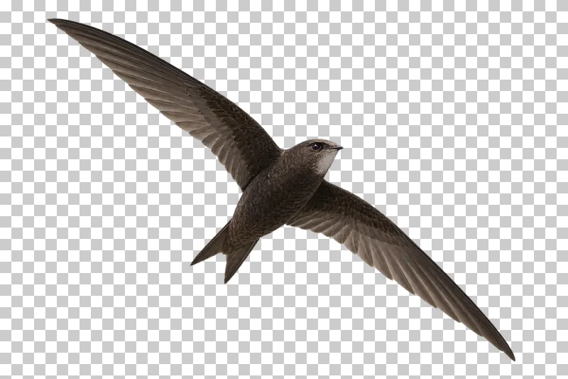 Common swift (Apus apus). Gliding in a shallow bank with both swept sickle-shaped wings completely visible. Photorealistic isolated bird.