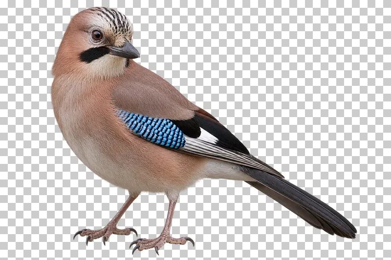 Eurasian jay (Garrulus glandarius). Standing in side view with head turned toward viewer, folded blue wing patch visible. Photorealistic isolated bird.