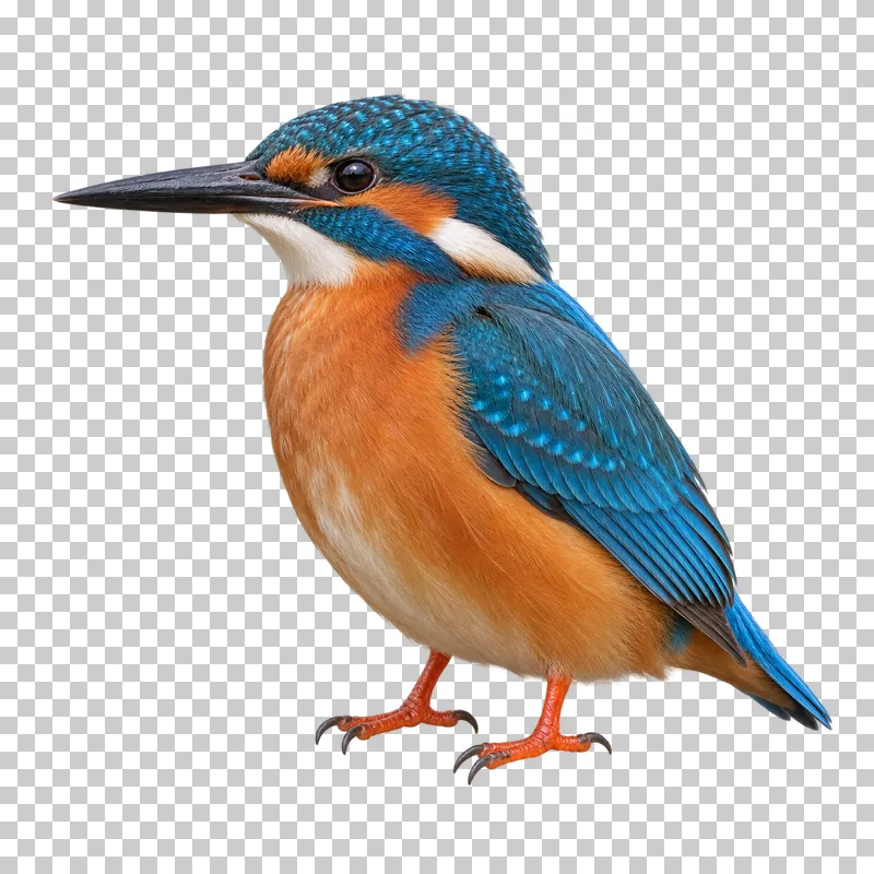 Common kingfisher (Alcedo atthis). Standing low on small feet in three-quarter side view, bill horizontal. Photorealistic isolated bird.