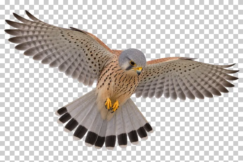 Common kestrel (Falco tinnunculus). Adult male hovering with both wings spread and tail fanned, head looking slightly down. Photorealistic isolated bird.