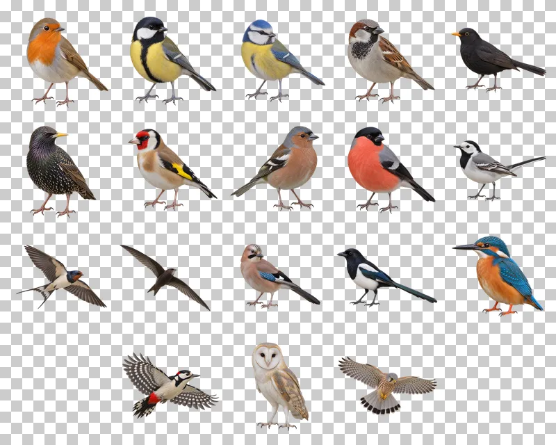 Wild Birds Photo PNG Collection: all 18 elements in one grid