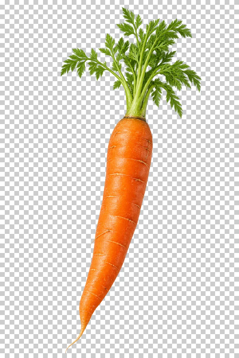 A whole orange carrot with short green tops and a fine tapered root.