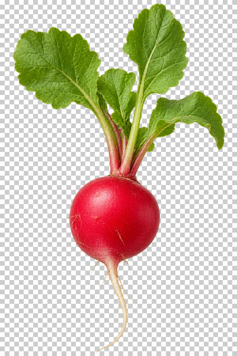 A red radish with green leaves and fine pale roots.