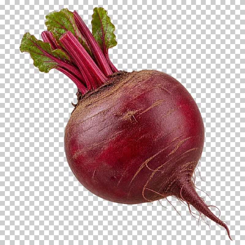 A whole purple beetroot with short stems and a tapered root.