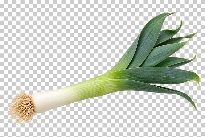 A whole leek with fine roots, a white shank and tapering green leaves.