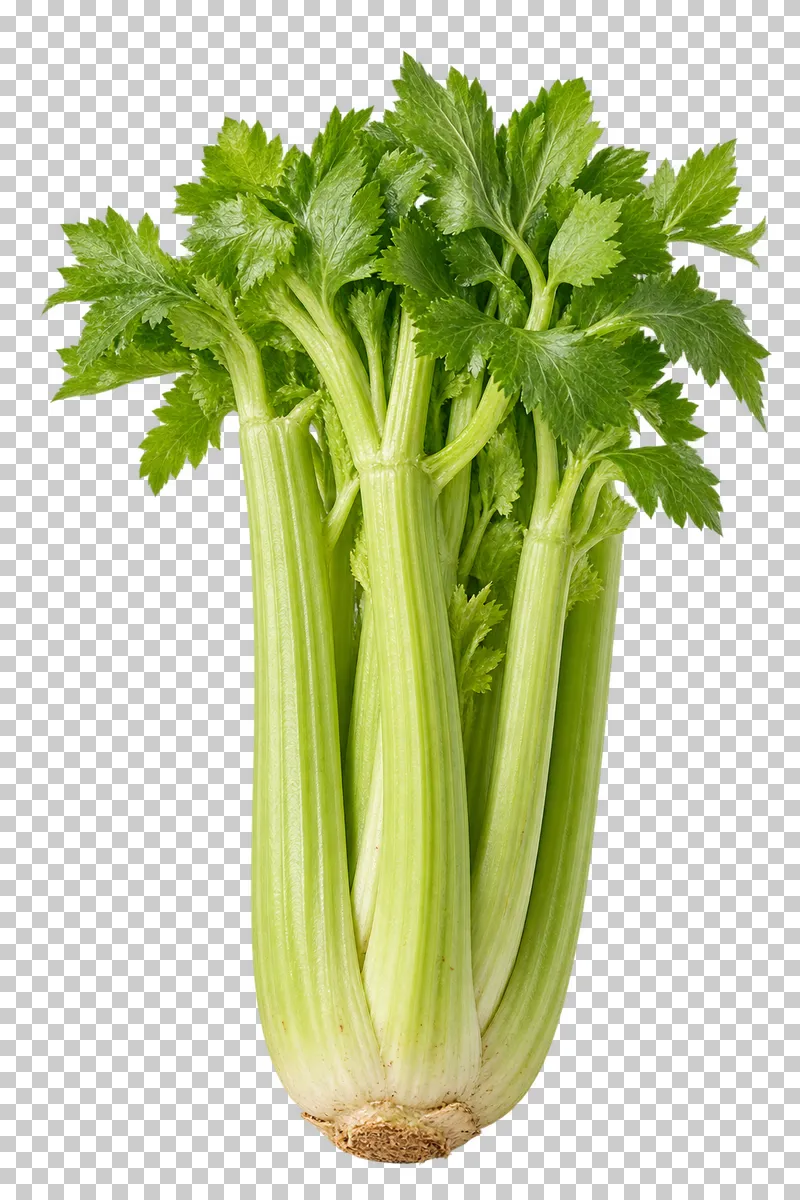 A celery head with connected ribbed stalks and green leaves.