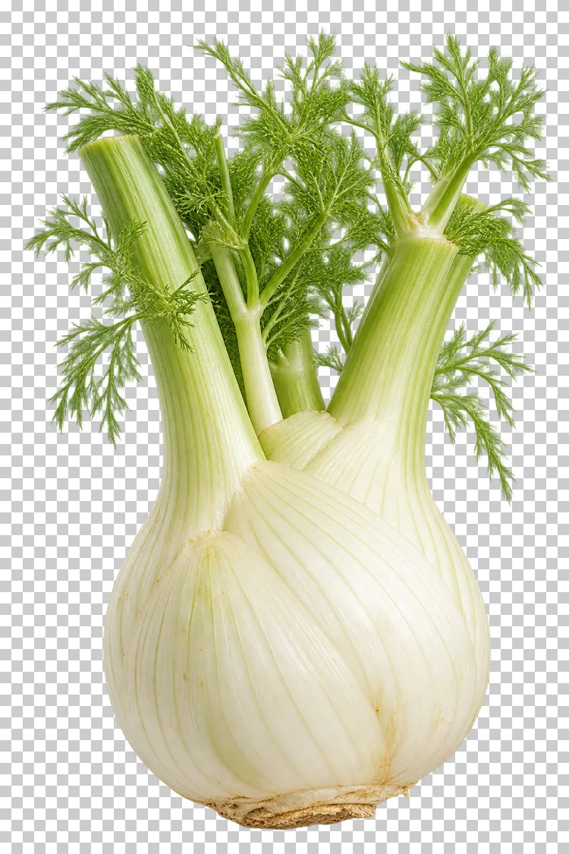 A white fennel bulb with connected green stalks and feathery fronds.