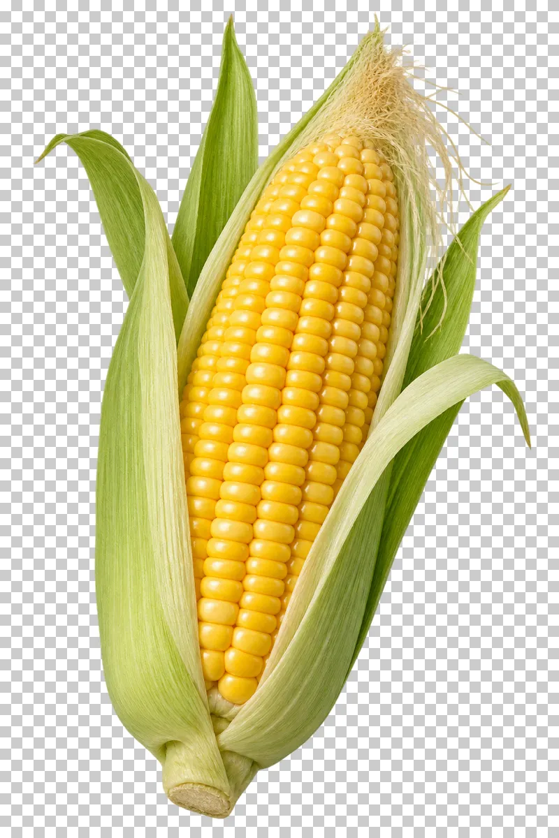 A corn cob with its husk partly peeled back, yellow kernels and fine silk.