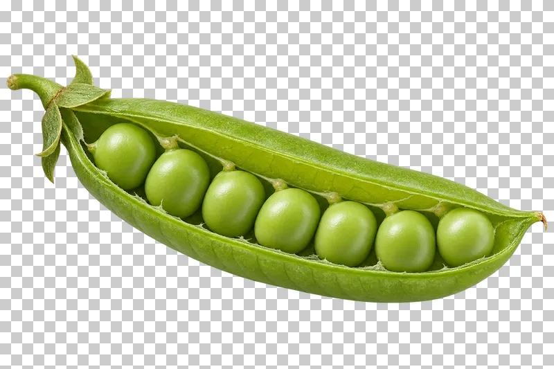 An open green pea pod with peas attached inside.